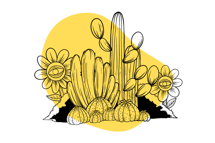 Mescaline: Peyote, San Pedro, & Peruvian Torch Cactus