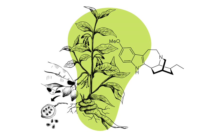 Ibogaine A Powerful Anti-Addictive Psychedelic